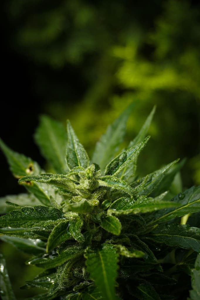 Detalle de floración — hero Xtreme Organics