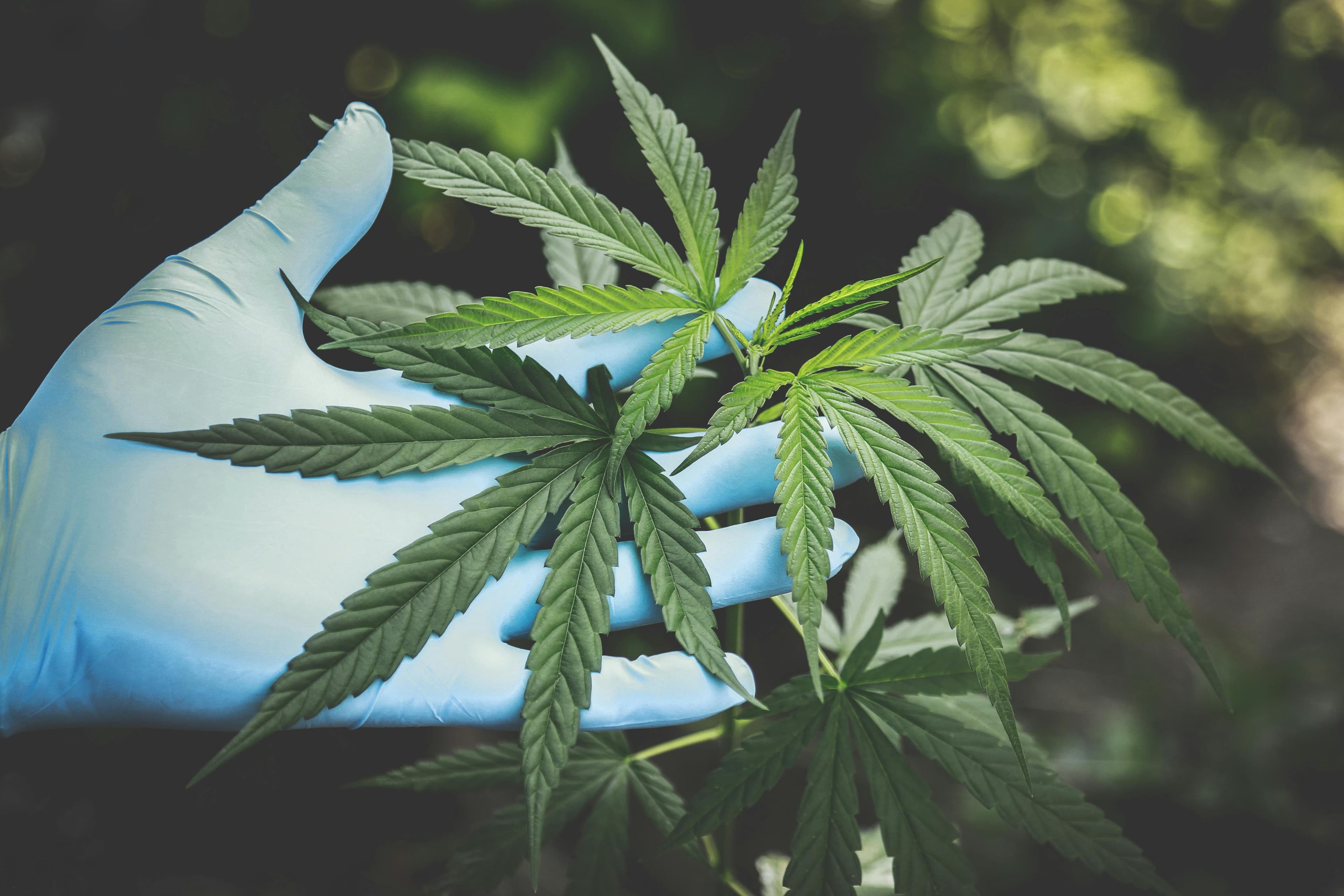 Mano con guante revisando una planta de cannabis