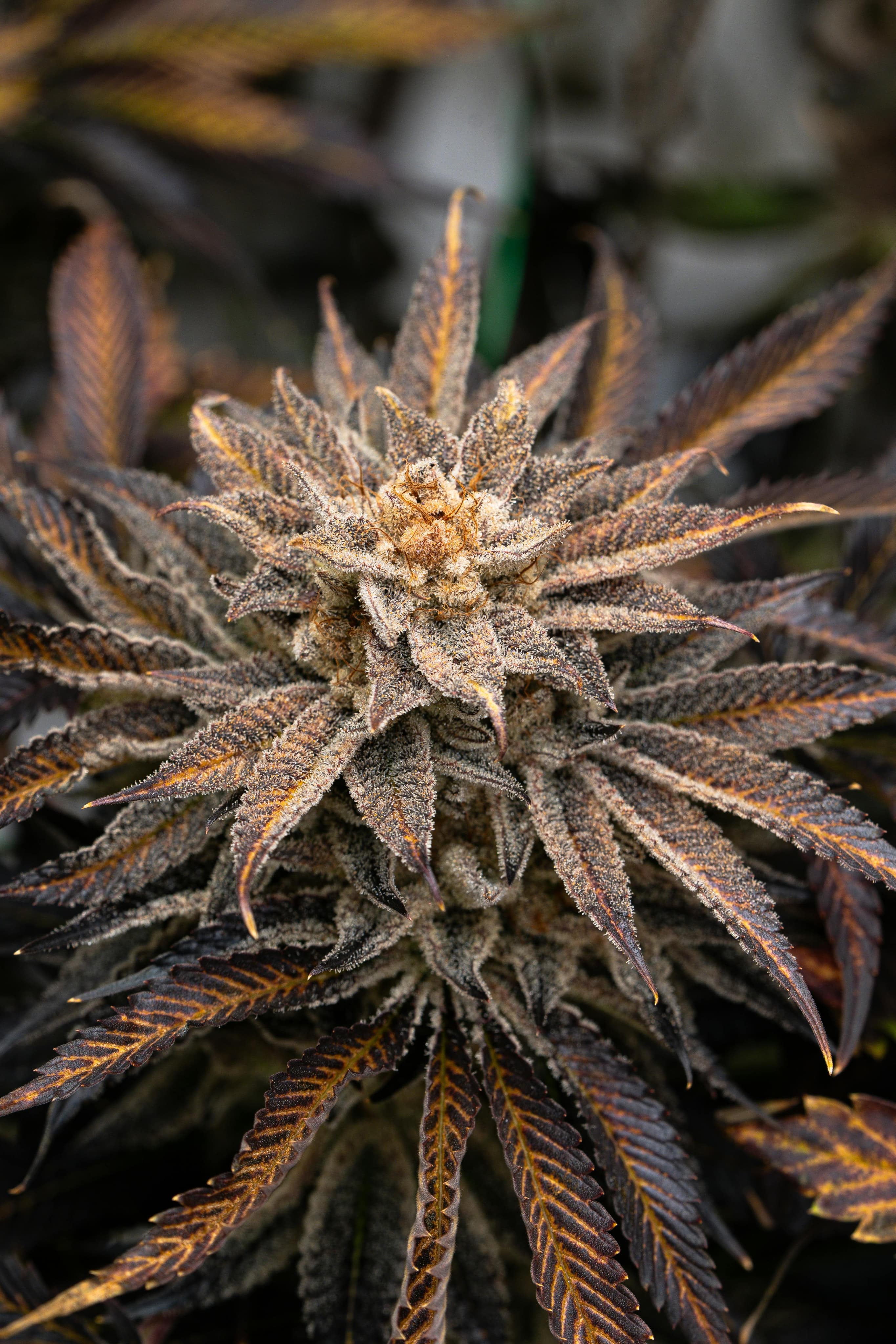 Variedad 1