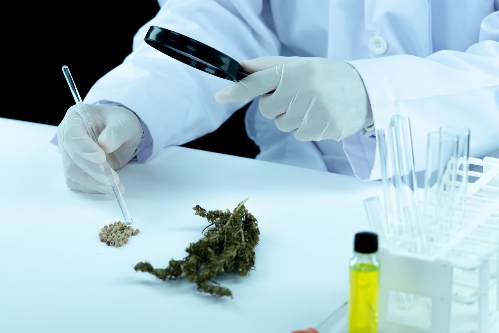 REPROCANN 2026: Guía completa para cultivar cannabis legal en Argentina